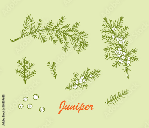 Medicinal plants Set. Hand Drawn Juniper branch, Leaves and Berries. Alternative medicine. Biological additives are. Traditional herbal therapy. Vector illustration
