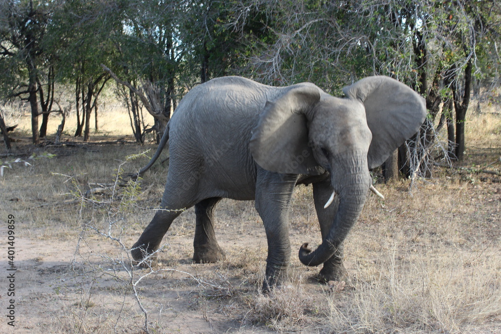 Kruger Park Alert Elephant