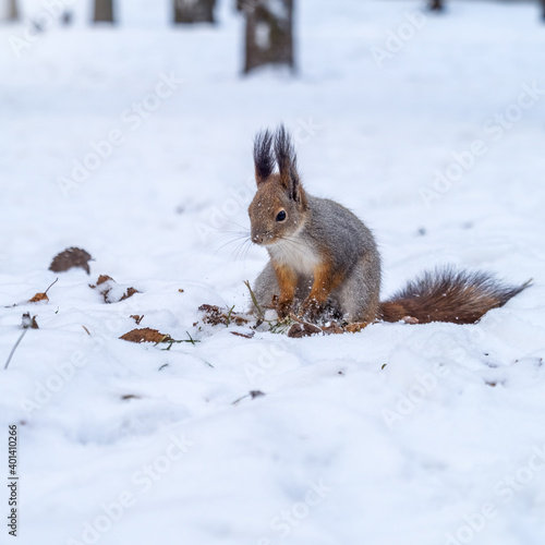 Squirrel hides nuts in the white snow