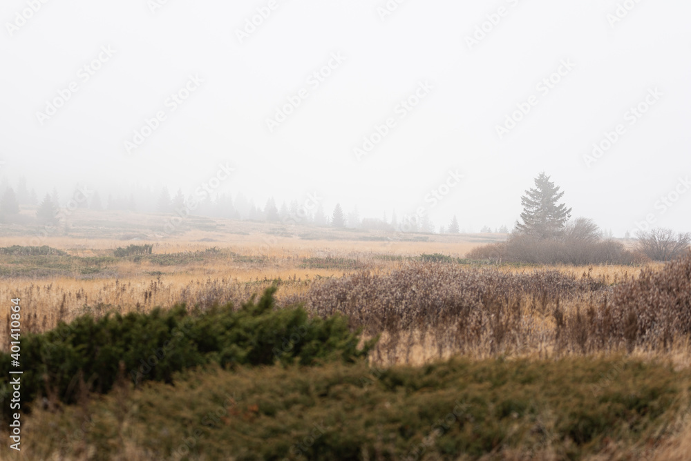 Misty landscape wtih scarce trees and autumn yellow dry grass mountain top valley Vitosha, Sofia, Bulgaria