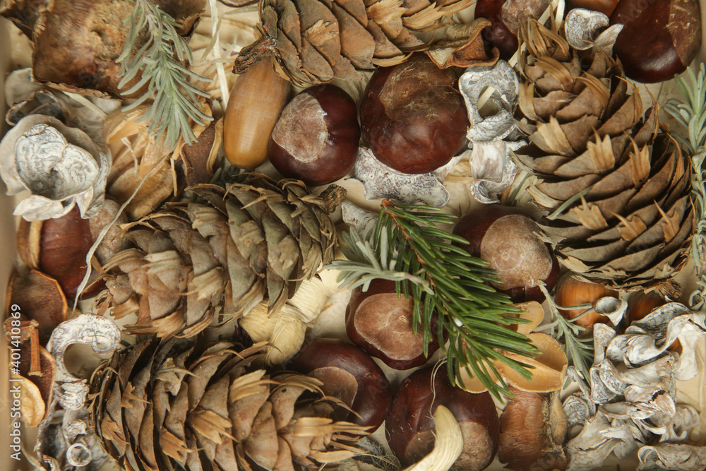 Autumn background with leaves, chestnuts, acorns, pine cones and fir branches, close up