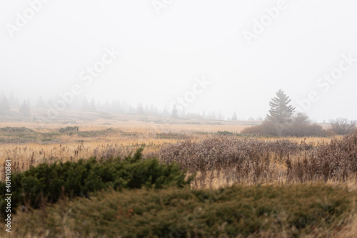 Misty landscape wtih scarce trees and autumn yellow dry grass mountain top valley Vitosha, Sofia, Bulgaria