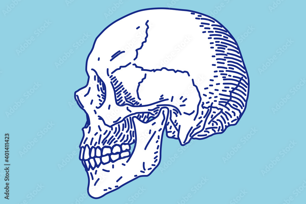 ガイコツ 横顔ベクターイラスト Stock Vector Adobe Stock