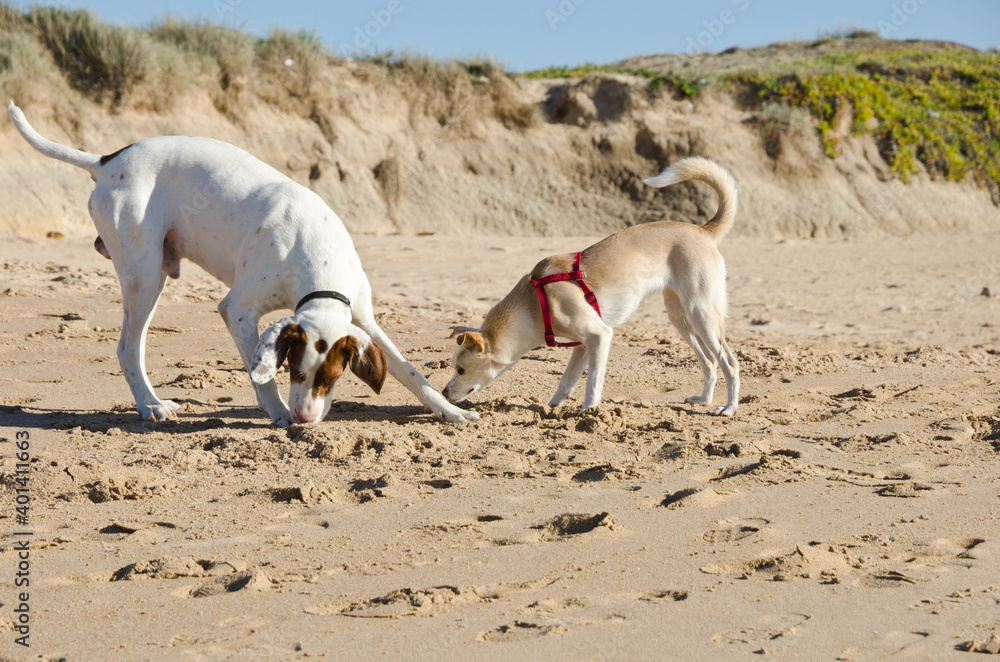 young curious dog smelling the paw of another dog at the beach young curious dog smelling the paw of another dog at the beach