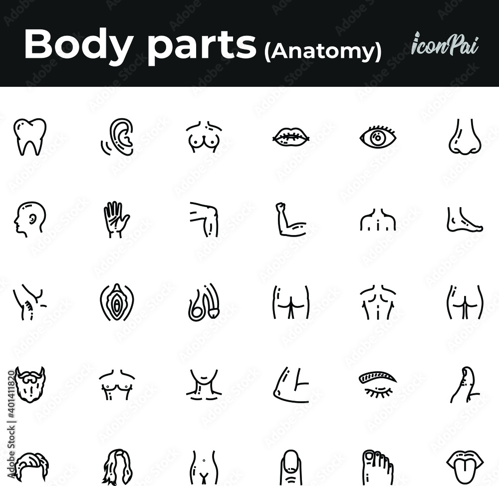 Human body parts anatomy Stock Vector Adobe Stock