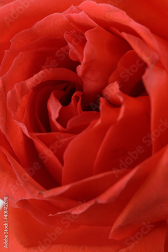 a closeup shoot of an orange rose