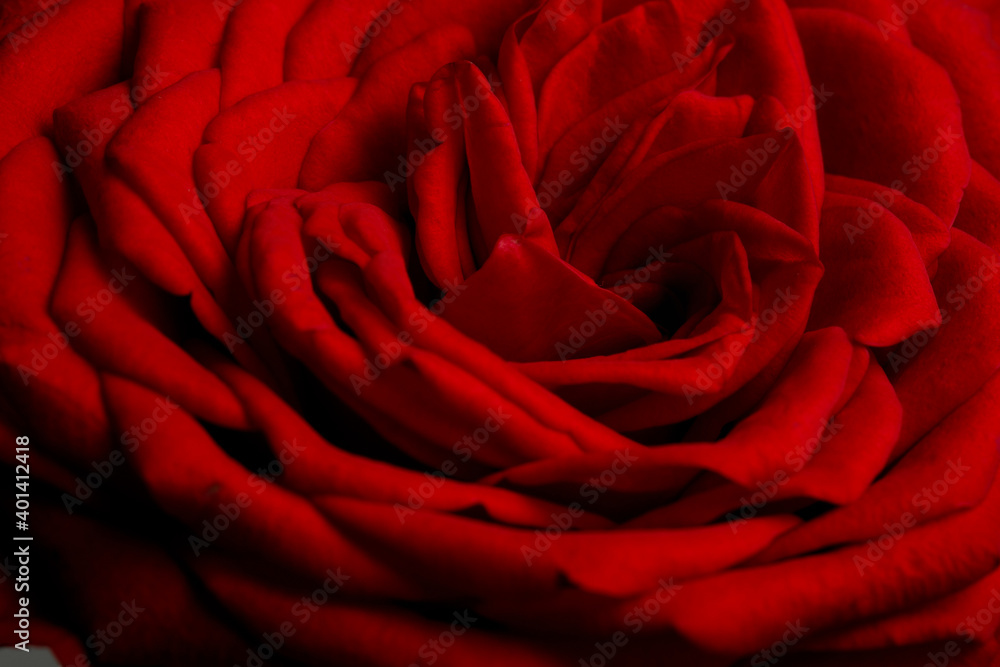 a closeup shoot of a red rose a closeup shoot of a red rose