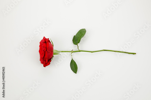 a red rose isolated on white background