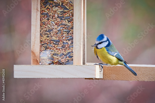 Eurasian blue tit bird ( Cyanistes caeruleus ) eating seeds from a bird feeder