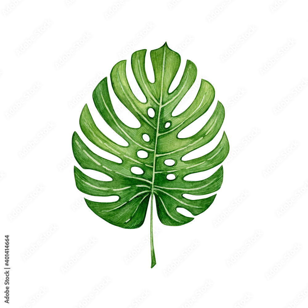Watercolor illustration of a green leaves and flower. Hand made character. Leaf isolated on white background. Watercolor hand-drawn illustration. Tropical. Watercolor illustration of a green leaves and flower. Hand made character. Leaf isolated on white background. Watercolor hand-drawn illustration. Tropical.