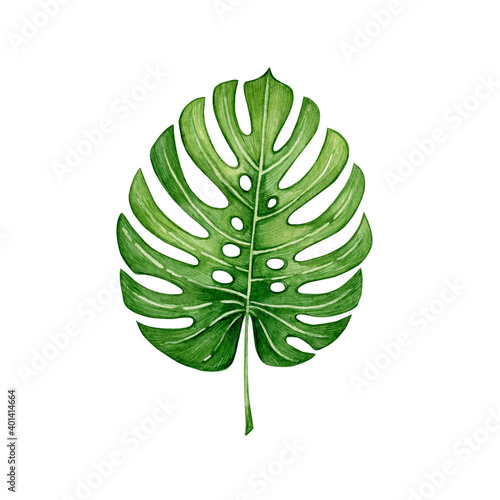 Watercolor illustration of a green leaves and flower. Hand made character. Leaf isolated on white background. Watercolor hand-drawn illustration. Tropical. 