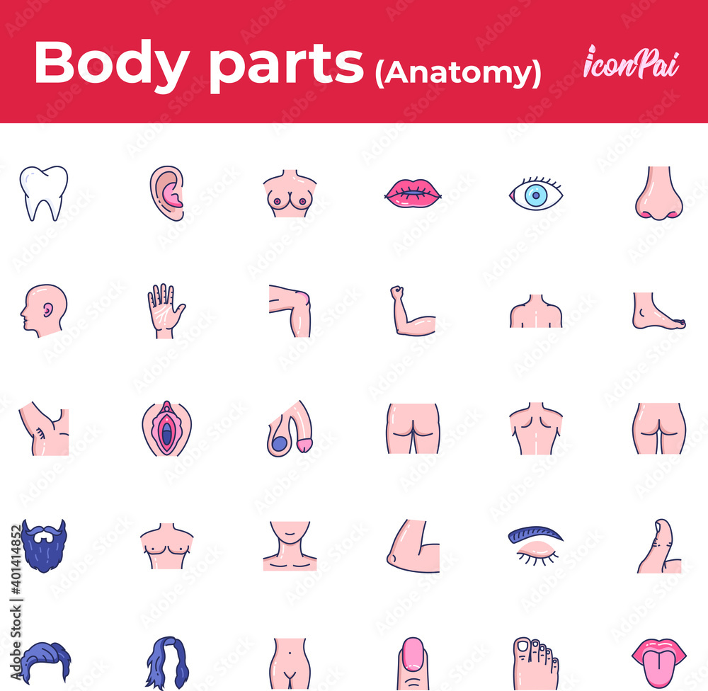 Human body parts anatomy Stock Vector | Adobe Stock