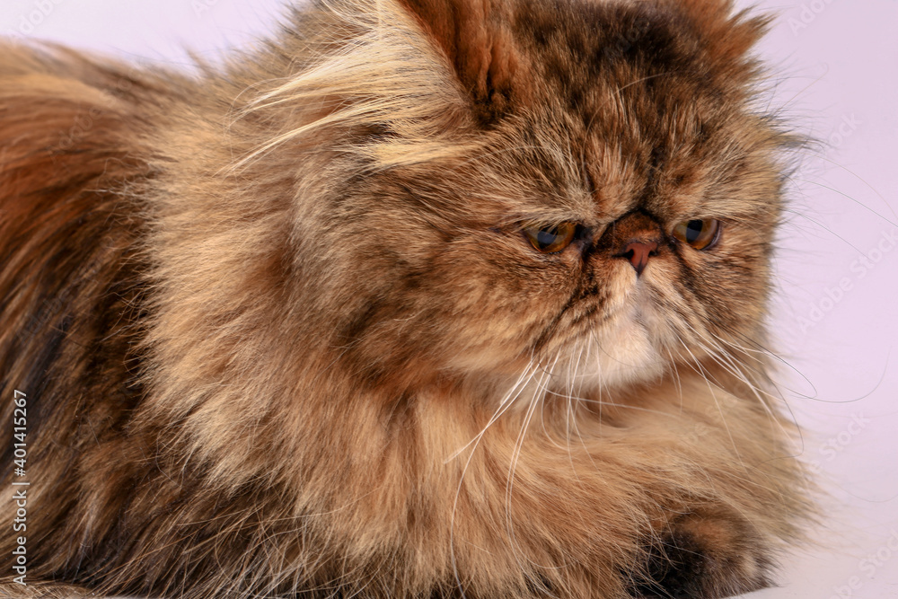 Persian cat looking at the camera. Close-up. Persian cat looking at the camera. Close-up.