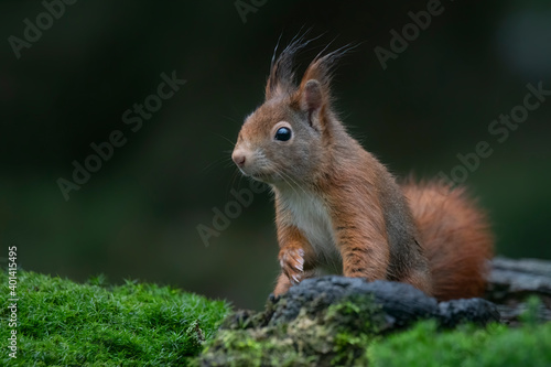 Curious Eurasian red squirrel (Sciurus vulgaris) in the forest of the Netherlands. Squirrel on a rainy day.