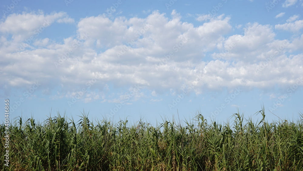 grass against cloudy sky