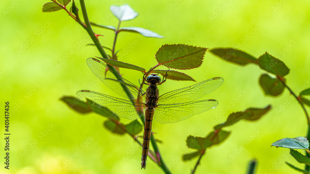 Dragonfly in front of green background Dragonfly in front of green background