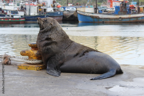 Houtbay Seal