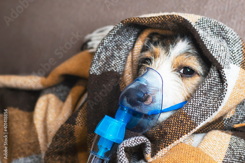 Картината върху платно A dog in an oxygen mask, diseases and colds of animals, a pet in a blanket, inhalation with a nebulizer