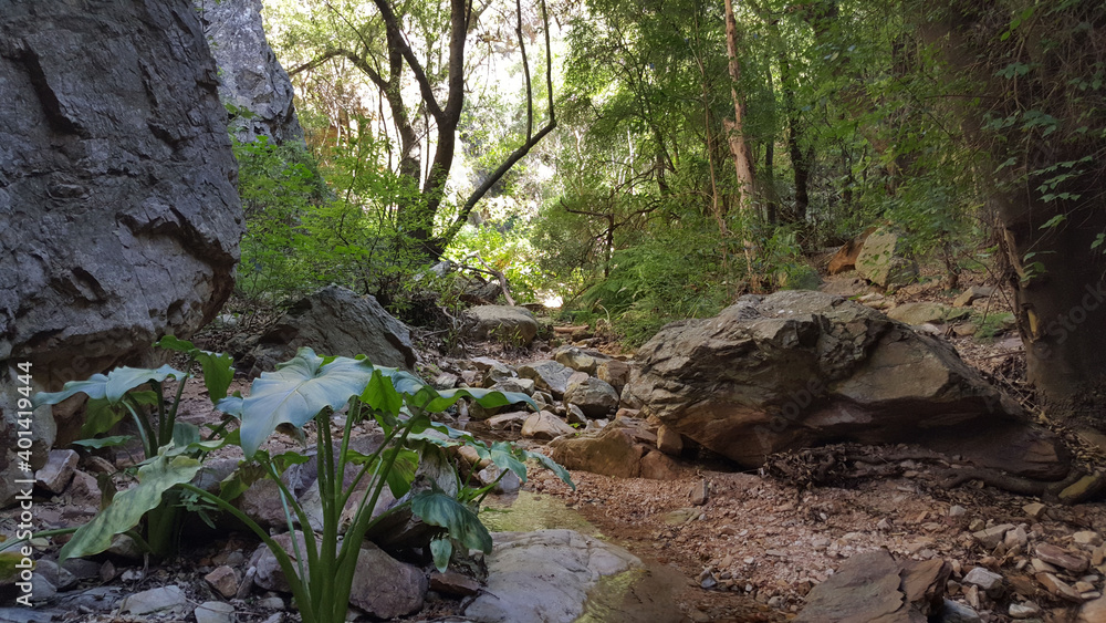 Obraz premium Forest at Baviaanskloof Mega Reserve