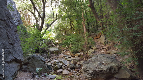 Forest at Baviaanskloof Mega Reserve