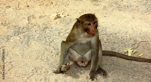 Monkey in a monkey temple Suratthani Thailand. A monkey sits on the ground eating fruit. Wild animals.