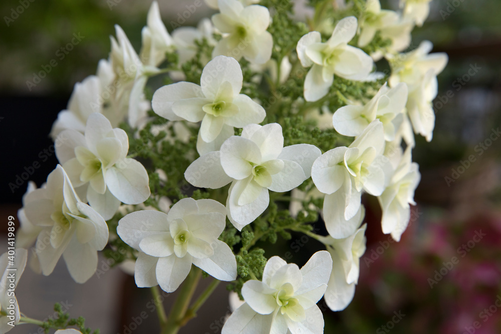 Floral. Closeup view of Hydrangea quercifolia, also known as oakleaf hydrangea, flowers of white petals spring blooming in the garden. Floral. Closeup view of Hydrangea quercifolia, also known as oakleaf hydrangea, flowers of white petals spring blooming in the garden.