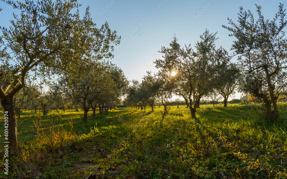 Olive fields at sunset in Provence Olive fields at sunset in Provence