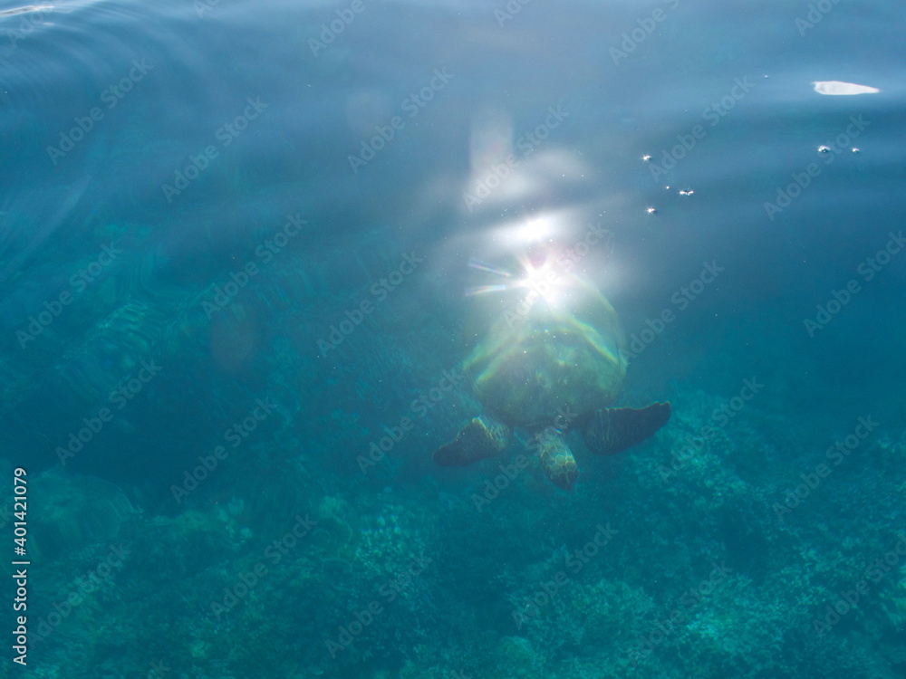 turtle under water turtle under water