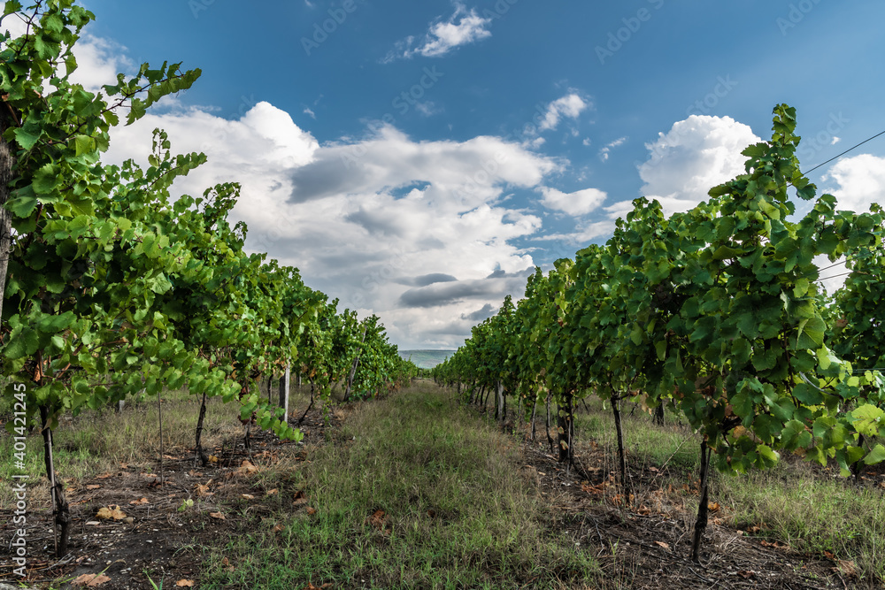Rows of vines in an agricultural field