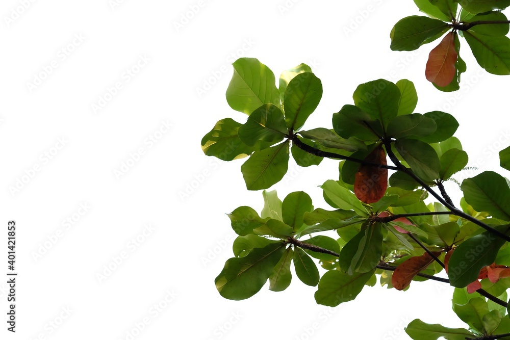 Tropical tree leaves with branches on white isolated background for green foliage backdrop Tropical tree leaves with branches on white isolated background for green foliage backdrop
