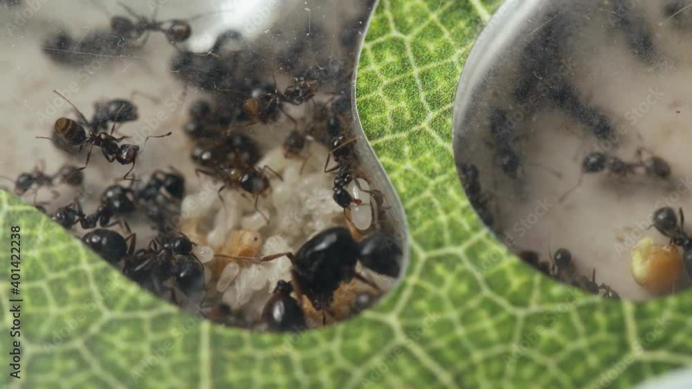 ant farm. the Queen of ants produces offspring. Laying of eggs and ...