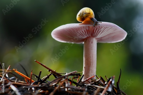 Photos Le pied bleu et l'escargot des bois