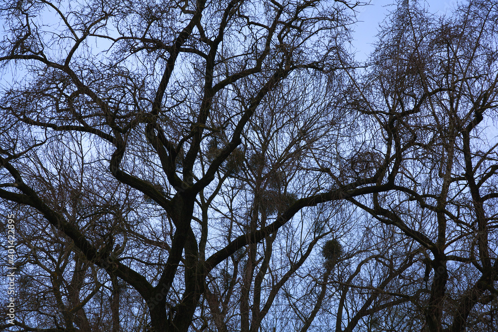 Branching trees. Tree branches against the blue sky. Branching trees. Tree branches against the blue sky.