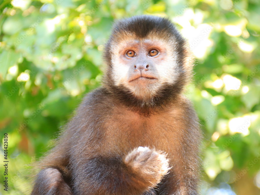 monkey sitting on a tree monkey sitting on a tree