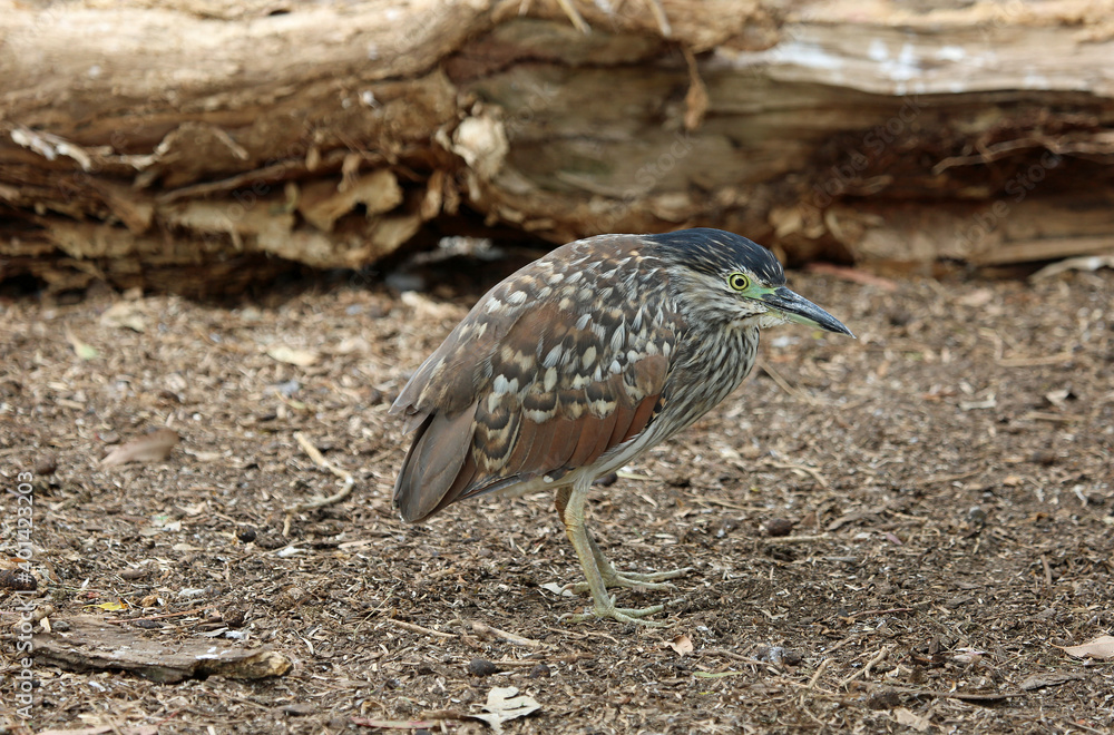 Australian bittern heron Australian bittern heron