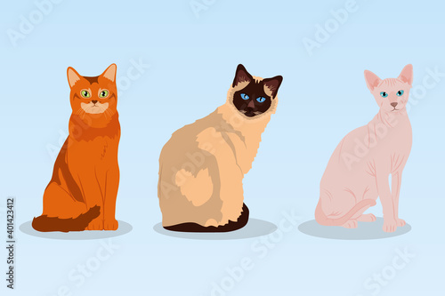 cartoon sphynx cat and cats, colorful design
