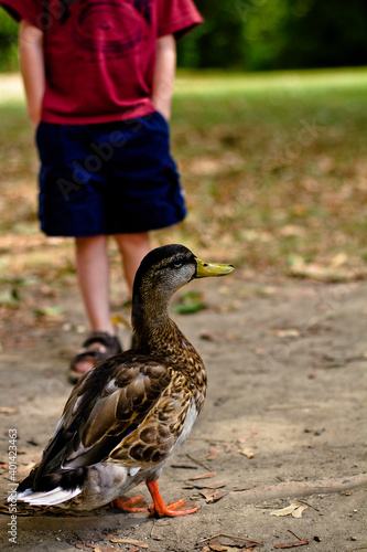 Fotografering Boy and duck