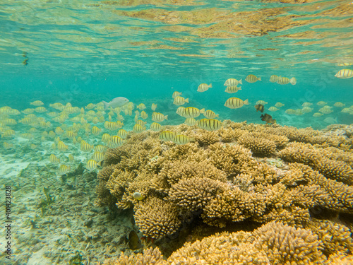 Convict Surgeon-fish in the Reunion island lagoon during a snorkeling session, France, tropical Europe.