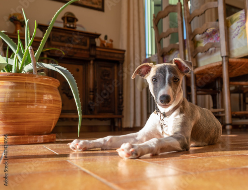 Puppy whippet (2)