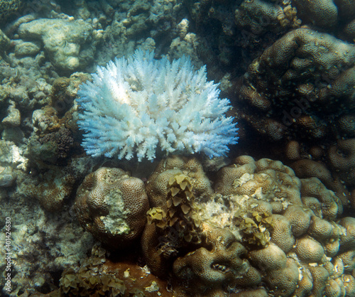 View of bleaching coral