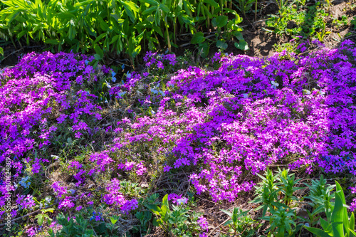 Beautiful flowers Phlox awl-shaped (Phlox subulata) close-up in the garden. Flowers in the shadows under a tree. Soft selective focus.