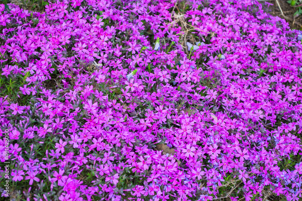 Beautiful flowers Phlox awl-shaped (Phlox subulata) close-up in the garden. Bright floral background. Soft selective focus.