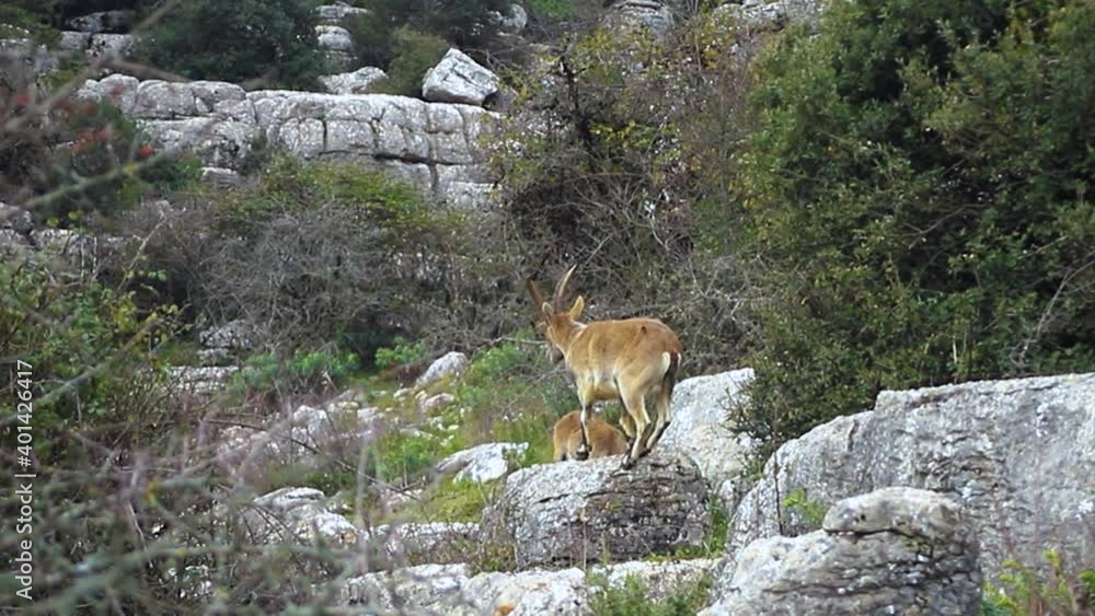 Manada de cabras montesas salvajes en el Torcal de Antequera en España Manada de cabras montesas salvajes en el Torcal de Antequera en España