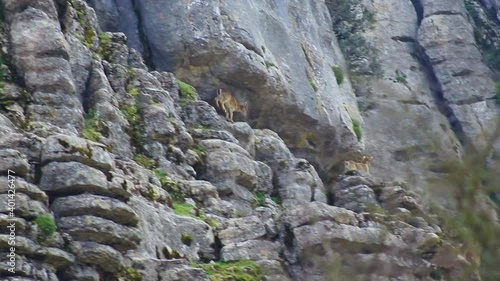 Manada de cabras montesas salvajes saltando por un barranco en el Torcal de Antequera en España