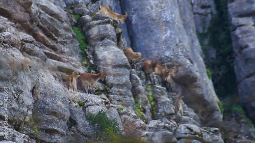 Manada de cabras montesas salvajes saltando por un barranco en el Torcal de Antequera en España