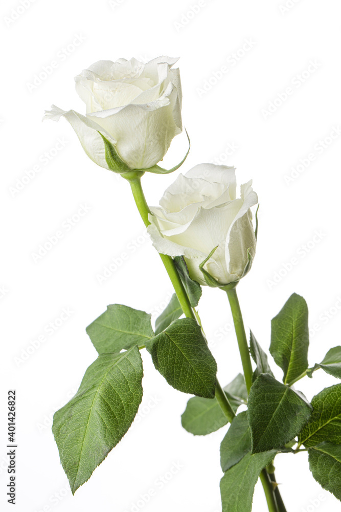 Obraz premium Two white Roses on white background
