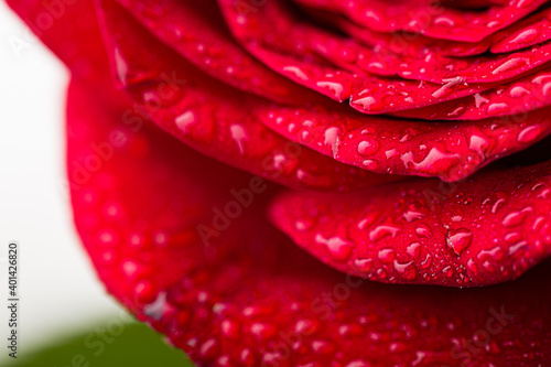 Close up shot of red rose with water drops 
