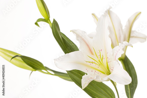 Beautiful white lily flowers