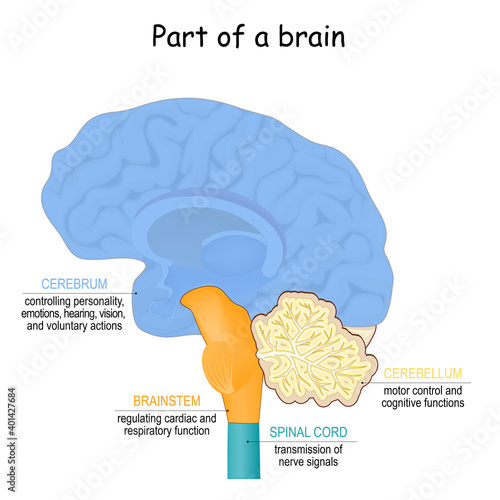 brain function. Part of brain