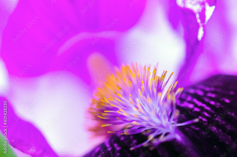 Fototapeta premium Iris flower natural background. Detail of an iris bud closeup . Beautiful violet flower. Natural background. Iris petals